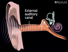 ShowyElaborateDavidstiger-max-1mb